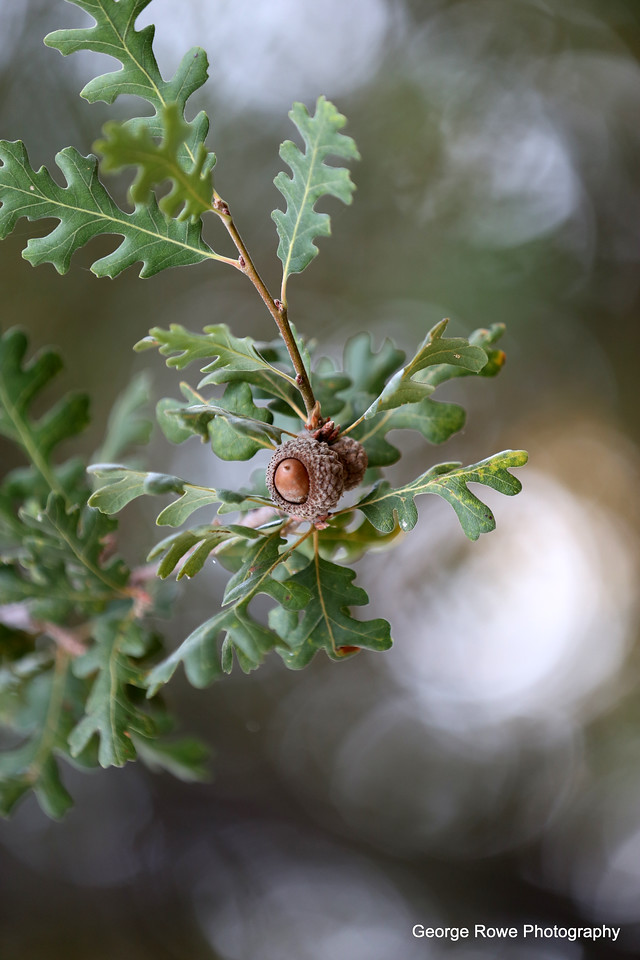 Nature-Photo 2