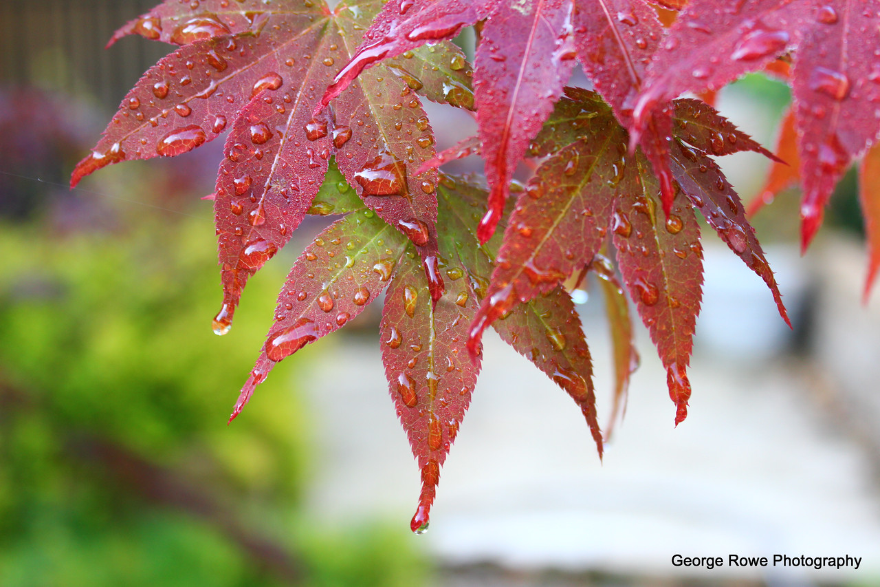 Nature-Photo 6