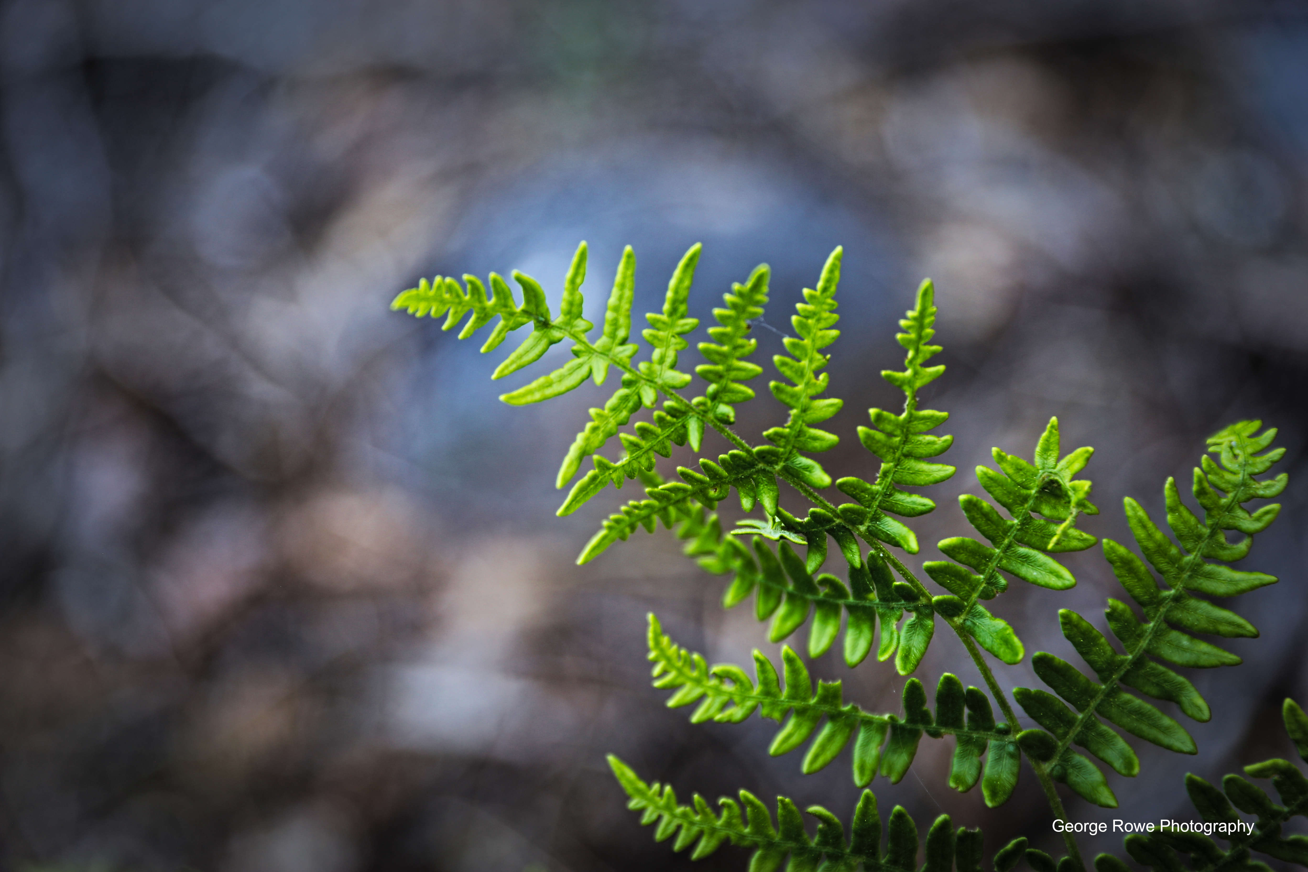 Nature-Photo 10