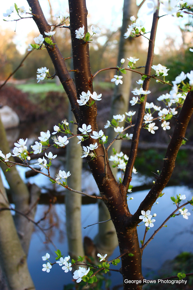 Nature-Photo 4